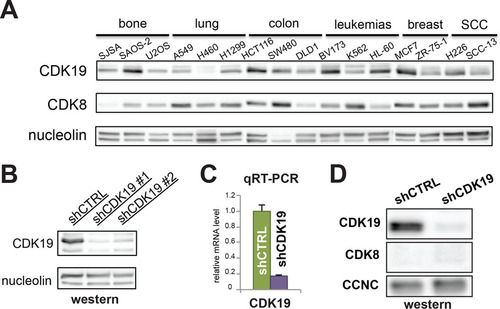 FIG 1 SJSA cells lack CDK8 protein but retain CDK19. (A) Western analysis of multiple cancer cell lines from a variety of tissue types. CDK19 levels vary among cell types, whereas CDK8 is consistently expressed, except in SJSA cells. (B and C) Western (B) and qRT-PCR (C) analyses showing the levels of CDK19 protein and mRNA in control knockdown (shCTRL) or CDK19 knockdown (shCDK19) SJSA cells. (D) Western data confirming that CDK8 protein levels are not induced upon CDK19 knockdown.