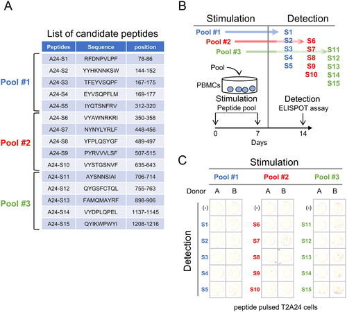 Figure 1. Induction of T cell response by HLA-A24 restricted SARS-CoV-2 Spike protein. (A) List of candidate peptides carrying the HLA-A24 binding motif. Fifteen peptides carrying the HLA-A24 binding motif were designed, with each peptide pool containing 5 peptides. (B) PBMC stimulation schema. PBMCs were stimulated using each peptide pool on day 0 and day 7, and the specificity of PBMCs was evaluated using each peptide-pulsed target cells. (C) IFNγ ELISpot assay. PBMCs were evaluated for peptide specificity by an IFNγ ELISpot assay. Fifty thousand PBMCs were co-cultured with each peptide-pulsed target cells, and IFNγ production was assessed. Peptide-unpulsed targets (-) were used as a negative control.