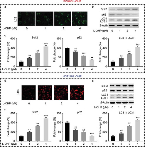 Figure 2. The influence of L-OHP on cells autophagy.