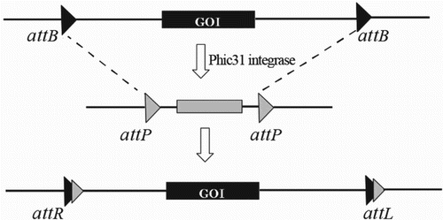 Figure 4. Exchanged constructs harboring the gene of interest (GOI) flanked in two attB sites was targeted to the sequence attP via phiC31 integrase-mediated cassette exchanged.