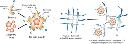 Figure 4. Bile acid interaction with drugs and polymers in nanoparticle formulations. The figure illustrates the structure of BAs and proposes their interaction with hydrophilic drugs and polymers, providing insight into the potential mechanisms underlying drug–polymer interactions in nanoparticle formulations.