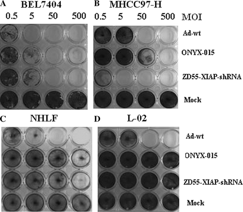 Figure 3.  The tumor selective cytotoxic effect of ZD55-XIAP-shRNA. Tumor cell lines BEL7404 (A), MHCC97-H (B) and normal cell lines NHLF (C) and L-02 (D) were infected with Ad-wt, ONYX-015 or ZD55-XIAP-shRNA at the indicated MOIs. Five days later, cells were stained with crystal violet.