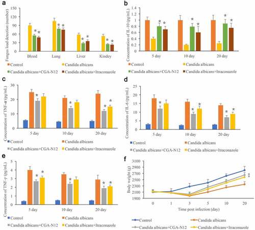 Figure 3. Detection of C. albicans load in the tissues and inflammatory factors in the serum. (a) Detection of C. albicans load in blood, lung, liver, and kidney; (b) The level of IL-10 in the serum was measured; (c) The level of TNF-α in the serum was measured; (d): The level of IL-6 in the serum was measured; (e): The level of TNF-γ in the serum was measured; (f): Body weight was recorded after infection. *P < 0.05 compared with group C. albicans.