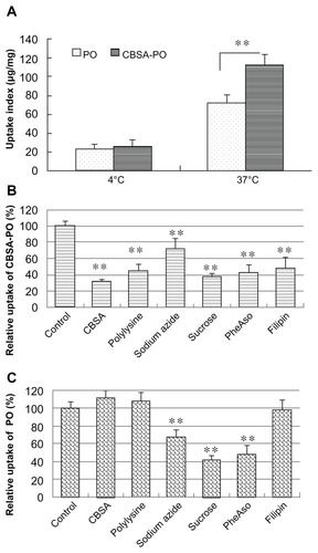 Figure 3 Cell uptake of polymersomes at (A) different incubation temperatures and in the presence of various inhibitors of endocytosis for (B) CBSA-PO and (C) PO.Notes: The bEND.3 cells were incubated with 100 μg/mL PO or CBSA-PO for one hour. Data presented as the mean ± standard deviation (n = 5). **P < 0.01, statistically significant differences by Student’s t-test when compared with the corresponding value of the control.Abbreviations: PO, polymersomes; CBSA, cationic bovine serum albumin; pheASO, phenylarsine oxide.