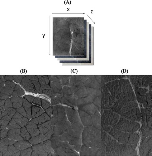 Figure 1. A: An example of a cube image of beef muscles (y = number of pixel; x = number of pixels, z = number of LED; in our study x = 1200 pixels, y = 1200 pixels, and z = 19) and image of Biceps femoris: B; Longissimus thoracis: C and Semimembranosus: D muscles recorded after excitation at 405 nm for Limousine breed.