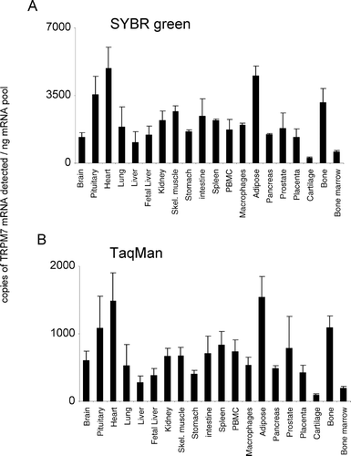 Figure 7. Expression of hTRPM7 mRNA. mRNA profiles in human CNS and peripheral tissues. Data are expressed as copies of TRPM7 mRNA detected normalized to ng mRNA pool to correct for RNA quantity and integrity and are means ± SEM for triplicate reverse transcription reactions from each RNA pool.