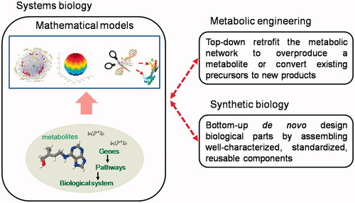 Figure 3. Comparison between metabolic engineering and system biology. Adapted from [Citation6].