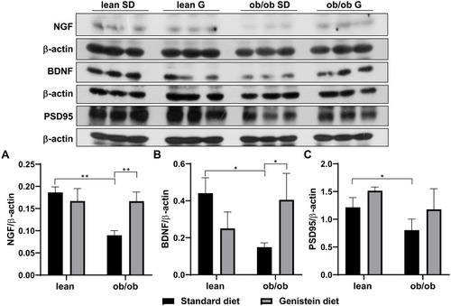 Figure 3 Effect of genistein on the levels of neurotrophins and synaptic marker in brain of ob/ob mice. (A) Representative blot images with the corresponding densitometry measurement of nerve growth factor (NGF). (B) Representative blot images with the corresponding densitometry measurements of brain-derived neurotropic factor (BDNF). (C) Representative blot images with the corresponding densitometry measurement of postsynaptic density 95 (PSD95). Data are presented as mean ± SEM for 3 mice per group. *p ≤ 0.05, **p ≤ 0.01.