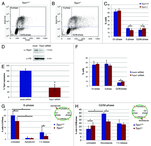 Figure 1. Trps1 regulates two independent steps of the cell cycle. (A–C) Representative flow cytometry after labeling primary chondrocytes from wild-type (A) and Trps1-/- (B) mice with BrdU and 7-AAD identifies significantly decreased numbers of cells in S-phase, while the proportion of cells in G2/M-phase is increased in Trps1-/- mutants. (C) Statistic evaluation, n =6; p*S-phase = 0.001, p*G2/M-phase = 0.0021). Western blot (D and E) and flow cytometry (F) of HEK293 EBNA cells transfected with Trps1 specific or unspecific (mock) siRNA. The level of Trps1 protein was quantified in relation to histone H3 protein (n =6; p* = 0.000066 in (E). (F) Similar to Trps1-/- mutants, knockdown of Trps1 in HEK293 EBNA cells decreases the number of cells in S-phase and increases the number of cells in G2/M-phase (n =3; p* = 0.007 in (F). (G and H) Statistical evaluation derived from flow cytometric analyses of Aphidicolin- and Nocodazole-treated Trps1-/- (red) and wild-type (blue) cells compared with control cells. (G) During Aphidicolin treatment, Trps1-/- and wild-type chondrocytes are similarly arrested prior to S-phase. One h after release from Aphidicolin 5.8% wild-type chondrocytes have entered S-phase, while few Trps1-/- cells progress into S-phase (n =3; p* < 0.05). (H) Trps1-/-−/− cells are less sensitive to Nocodazole induced mitotic block (n =6; p* < 0.005).