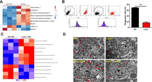 Figure 7 Lcn2 deficiency inhibits the phagocytosis of BMDMs and hepatocyte autophagy. (A) Series of phagocytosis-related proteins (n = 3). Blue color represents down-regulated proteins, and red color represents up-regulated proteins. (B) Flow cytometry analysis of BMDMs incubated with FITC-dextran (n = 3). (C) Series of autophagy-related proteins (n = 3). Blue color represents down-regulated proteins, and red color represents up-regulated proteins. (D) Representative TEM images of autophagosomes (red arrows) in liver of mice at 24 hpi (n = 4). Values were average means of triplicate experiments. Results were expressed as means ± SEM. Statistical analysis used Mann–Whitney U-test. **P < 0.01.