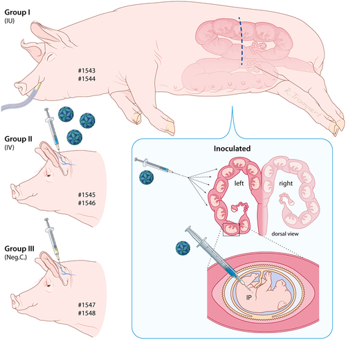 Fig. 1 Illustration of the experimental setup.Sows 1543 and 1544 were subjected to laparotomy, after which all fetuses in the left uterine horn were inoculated, via IP route, with 105.6 TCID50 of ZIKV strain PRVABC59. Sows 1545 and 1546 were inoculated via IV route with 106.4 TCID50 of the same ZIKV strain and sows 1547 and 1548 were injected with culture medium, also via IV route