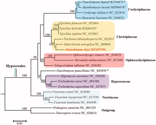 Figure 1. Phylogenetic analysis of Hypocreales species based on mitochondrial nucleotide sequences. We used all species of Clavicipitaceae and representative species of all other families with available mitogenomes in Hypocreales. Two Sordariales species (Podospora anserine and Neurospora crassa) were used as outgroups. The whole mitogenome sequences (or exonic sequences in cases with alignment difficulties) of these species were aligned and trimmed using the HomBlocks pipeline (Bi et al. Citation2018), resulting in an alignment of 7193 characters. Phylogenetic reconstruction was performed using the maximum likelihood approach as implemented in RAxML v8.2.12 (Stamatakis Citation2014). Support values were given for nodes that received bootstrap values ≥ 70%. GenBank accession numbers followed after fungal taxon names. The asterisk (*) indicates fungal taxa with controversial taxonomy in different databases.
