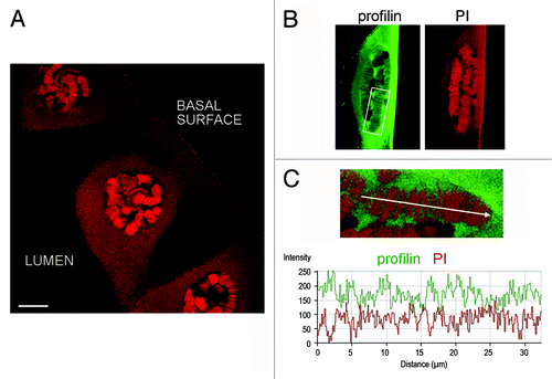 Figure 4. Profilin is not associated with dense chromosome bands. Salivary glands were fixed and stained with ab1 against profilin and counterstained with propidium iodide to reveal dense chromatin bands in the polytene chromosomes. (A) Overview of salivary gland cells stained with propidium iodide (PI). The bar represents 25 μm. (B) The nucleus of a salivary gland cell stained with anti-profilin antibody (green) and PI (red). (C) The co-localization between profilin and PI was analyzed using the Profile function of the LSM 510 software. The graph shows the relative intensities for each channel, in arbitrary units, along the chromosome axis defined by the arrow. The analyzed chromosome segment is shown in the inset in (B). The opposite staining profiles for profilin and PI reveal that profilin is excluded from dense chromatin.