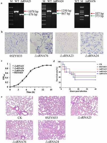 Figure 2. sRNA23 deletion impairs the pathogenicity of 05ZYH33. (a) Detection of mutant strains at the genome level by PCR using Out-F/R primers (Figure S1) respective to genomic DNA bands of WT and sRNA deleted mutants detected by gel electrophoresis. (b) Gram staining results of WT and S. suis mutants under light microscope (magnification, 1,000X). (c) Growth kinetics of 05ZYH33, ΔsRNA23, ΔsRNA24, and ΔsRNA76 cultured in THB + 5% FBS. (d) Survival rate of BALB/c mice infected with WT and mutant S. suis. BALB/c mice (5-week-old, female, ~22 g) were intraperitoneally injected with 0.4 mL (~5 × 108 CFU) S. suis at the late-exponential growth phase cultured in THB + 5% FBS. (e) HE staining showing histopathological changes in mice infected with WT and mutant S. suis for 72 h. Images are representative of three independent experiments