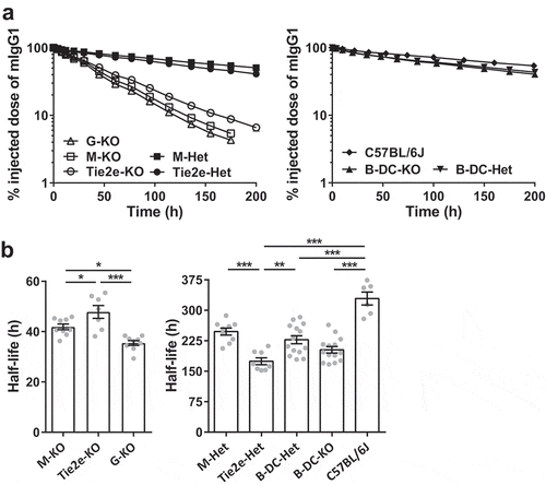 Figure 5. Loss of FcRn function in macrophages results in substantial reductions in the half-life of IgG. (a) Different FcRn KO and control mice (3–6 mice/genotype) were injected (i.v.) with 125I-labeled mIgG1 and whole body radioactivity levels determined at the indicated times. Data shown are representative of at least two independent experiments. (b) β-phase half-lives of mIgG1 in different FcRn KO and control mice were determined by fitting the pharmacokinetic data to a mono-exponential (M-KO, Tie2e-KO, and G-KO) or bi-exponential model (M-Het, Tie2e-Het, B-DC-Het, B-DC-KO and C57BL/6J). Error bars indicate SEM. Significant differences (*, p < .05; **, p < .01; ***, p < .001; one-way ANOVA followed by Tukey‘s multiple comparisons test) between the groups are indicated. M-KO, LysM-Cre-FcRnflox/flox (macrophage-specific FcRn KO); M-Het, LysM-Cre-FcRnflox/+ (control); B-DC-KO, CD19-Cre-FcRnflox/flox (B cell- and DC-specific FcRn KO); B-DC-Het, CD19-Cre-FcRnflox/+ (control); Tie2e-KO, Tie2e-Cre-FcRnflox/flox (FcRn KO in multiple different cell types); Tie2e-Het, Tie2e-Cre-FcRnflox/+ (control); G-KO, FcRn-/- (global FcRn KO). Data shown in panel b is combined from at least two independent experiments (n = 6–14 mice/group).