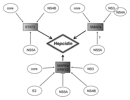 Figure 2. Schematic illustration of the crosstalk between the three main cell signaling pathways involved in the regulation of hepcidin and their modulation by HCV structural and non-structural proteins.