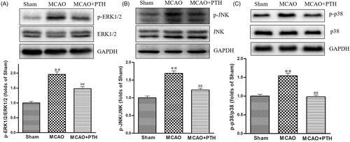 Figure 7. Effects of PTH on p-ERK1/2/ERK1/2 (A), p-JNK/JNK (B), and p-p38/p-38 (C) protein expression in MCAO rats (n = 3). Data are presented as mean ± SEM. **p < 0.01 vs. Sham; #p < 0.05, ##p < 0.01 vs. MCAO.