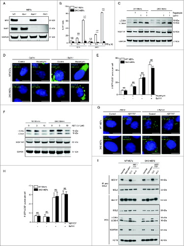 Figure 2. ABT-737 induces autophagy and dissociation of the BECN1-BCL2 complex after prolonged, but not shorter duration treatment, in wild-type or in Bax and Bak1 KO MEFs. (A) Western blot detection of BAX and BAK1 in wild-type (WT) MEFS and in MEFS lacking either BAX (Bax−/−), BAK1 (Bak1−/−), or both BAX and BAK1 (DKO). (B) Cell death (as measured by flow cytometric staining of propidium iodide (PI) uptake) of WT or Bax Bak1 DKO MEFs following treatment with the indicated dose of staurosporine (STS) treatment for the indicated duration. Results represent mean ± s.d. of triplicate samples. (C) Western blot detection of LC3B conversion and SQSTM1 degradation in the indicated cell types treated with rapamycin (1 μM, 4 h) in the presence or absence of 50 nM Baf A1. GAPDH was used as a loading control. (D) Representative photomicrographs of WT MEFs or Bax Bak1 DKO MEFs stably expressing GFP-LC3B and control-treated or treated with rapamycin (1 μM, 4 h). Hoechst (blue) represents nuclear staining. GFP-LC3B puncta (green) correspond to autophagosomes. Scale bars: 10 μm. (E) Quantification of the number of GFP-LC3B puncta per cell in cells treated as in (D) in the absence or presence of 50 nM Baf A1. Results represent mean ± s.d. of triplicate samples (500 cells analyzed per sample). (F) Western blot detection of LC3B conversion and SQSTM1 degradation in the indicated cell type treated with the indicated dose of ABT-737 for 12 h. GAPDH was used as a loading control. (G) Representative photomicrographs of WT MEFs or Bax Bak1 DKO MEFs stably expressing GFP-LC3B and control-treated or treated with ABT-737 (10 μM, 12 h). Hoechst (blue) represents nuclear staining. GFP-LC3B puncta (green) correspond to autophagosomes. Scale bars: 10 μm. (H) Quantification of the number of GFP-LC3B puncta per cell in cells treated as in (G) in the absence or presence of 50 nM Baf A1. Results represent mean ± s.d. of triplicate samples (500 cells analyzed per sample). (I) Immunoprecipitation of endogenous BECN1 with endogenous BCL2 in WT or Bax Bak1 DKO MEF cells following the indicated treatment. Cells were subjected to starvation (HBSS, 4 h), or ABT-737 for 12 h or 48 h. Western blot detection of LC3B-I to LC3B-II conversion and levels of SQSTM1 were performed to assess autophagy in the same samples used for immunoprecipitation of BECN1-BCL2 complexes. ACTB is shown as a loading control. For (B), (E) and (H), NS = not significant, and *** = P < 0.001 for the indicated comparison between genotypes in each condition; Student t test.