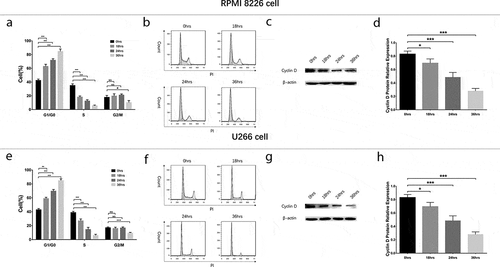 Figure 5. Cell cycle analysis in MM cells treated by GANT61 with different treatment times. Statistical graph of cell cycle analysis after treated by 10 μmol/L GANT61 with different treatment times (0, 18, 24, 36 h) in RPMI-8226 cells (a). Cell cycle analysis by flow cytometer after treated by 10 μmol/L GANT61 with different treatment times (0, 18, 24, 36 h) in RPMI-8226 cells (b). Expression of Cyclin D after treated by 10 μmol/L GANT61 with different treatment times (0, 18, 24, 36 h) in RPMI-8226 cells (c, d). Statistical graph of cell cycle analysis after treated by 10 μmol/L GANT61 with different treatment times (0, 18, 24, 36 h) in U266 cells (e). Cell cycle analysis by flow cytometer after treated by 10 μmol/L GANT61 with different treatment times (0, 18, 24, 36 h) in U266 cells (f). Expression of Cyclin D after treated by 10 μmol/L GANT61 with different treatment times (0, 18, 24, 36 h) in U266 cells (f, g). Comparison between two groups was determined by t-test. P value < 0.05 was considered significant. **P < 0.01; ***P < 0.001; NS, no significance. MM, multiple myeloma.