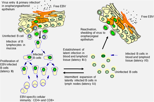 Figure 1 EBV infectious cycle in vivo.