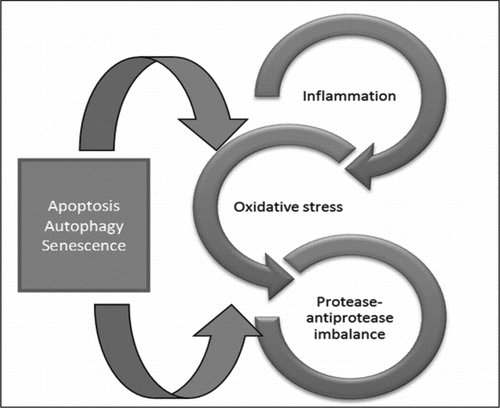 Figure 2. Interaction between oxidative stress, inflammation and protease-antiprotease balance in senescence and pathogenesis of COPD.