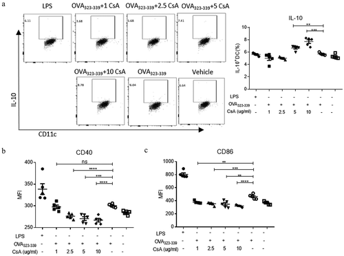 Figure 3. CsA modulates DCs as IL-10hiCD40lo phenotypic tolDC in vitro. CD11c+ DCs isolated from splenocytes of BALB/c or DO11.1 mouse were stimulated with 20 μg/ml of OVA323-339 peptide plus various concentrations of CsA, OVA323-339 alone, or vehicle for 6 h in vitro, respectively. LPS at 0.5 μg/ml was used to serve as a positive control. The stimulated DCs were performed a flow cytometry analysis on the level of intracellular cytokine IL-10 (a) and surface costimulatory markers CD40 (b) and CD86 (c). Data represent three independent experiments. *, p value <0.5, **, p value <0.1, and ***, p value <0.05.