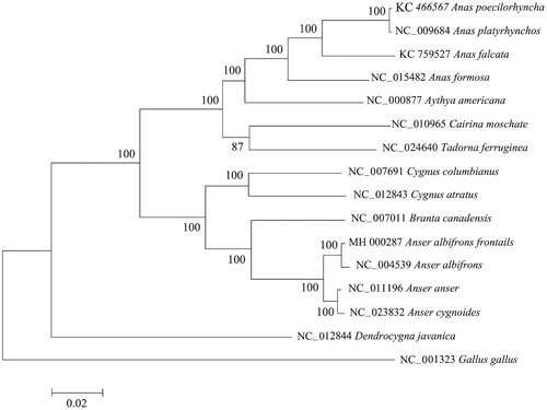 Figure 1. Maximum likelihood tree of complete mitochondrial genome of Anser albifrons frontails and 15 other closely species, which have their GenBank accession numbers in front.