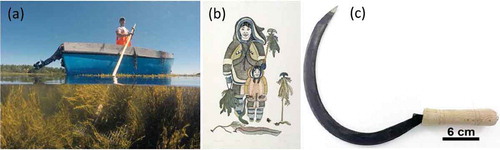 Fig. 1 (a) A rockweed harvester in the Canadian Maritimes; (b) Image of indigenous Canadian family gathering kelp; (c) Corrán; Irish rockweed cutting implement.