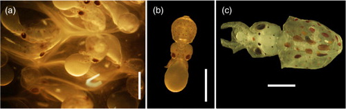 Fig. 3  (a) Close-up of Doryteuthis gahi egg mass showing developing embryos; (b) D. gahi hatchling paralarva with attached yolk sac; (c) advanced paralarva. Scale bars are 1 mm.