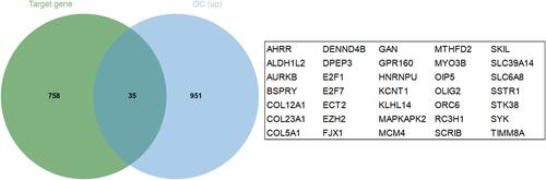 Figure 4 Venn diagram of common genes between target genes of miR-501-3p and LUAD down-regulated genes.
