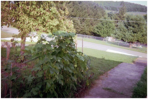 Figure 9. A photo of a garden.