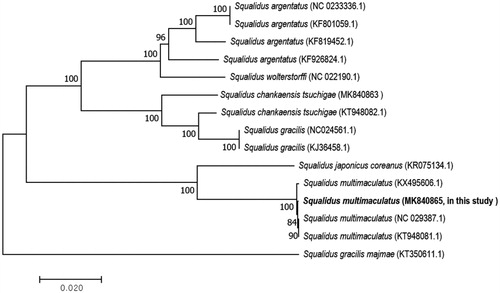 Figure 1. A phylogenetic tree construction of five species based on 13 protein-coding gene sequences of complete mitochondrial genome sequences accessed from GenBank using the neighbor-joining method. The tree was computed using Kimura’s 2-parameter distance model with bootstrap value: 10,000. The scale bar indicates 0.02 substitutions per nucleotide position.