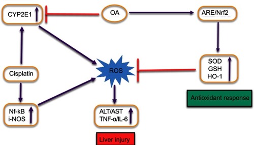 Figure S3 Graphical representation depicting the proposed protective mechanisms of oleanolic acid (OA) co-administration on liver injury induced by cisplatin