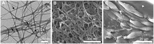 Figure 5 TEM (A) and SEM (B and C) images of the magnetic fibrin hydrogel scaffolds in the absence (A and B) or presence (C) of NOM cells. The magnetic fibrin scaffolds were prepared by the interaction of thrombin-conjugated γ-Fe2O3 nanoparticles with fibrinogen as described in the experimental part. The arrows in (A) point to the thrombin-conjugated nanoparticles.Abbreviations: NOM, nasal olfactory mucosa; SEM, scanning electron microscopy; TEM, transmission electron microscopy.