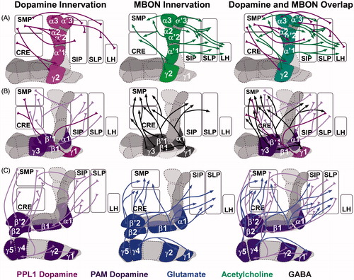 Figure 2. Drosophila mushroom body (MB) innervation patterns. The Drosophila MB comprise Kenyon cell axons that are segregated into three anatomically distinct lobes, the α/β, α/β, and γ outlined in gray) and is compartmentalized based on its innervation pattern. A. Dopamine–acetylcholine circuits. B. Dopamine–GABA circuits. C. Dopamine–glutamate circuits. Subsets of dopamine neurons (left) innervate the same MB compartments as output neurons (middle) and many of these neurons extend axons to the same anatomical regions where the dendrites of dopaminergic neurons are found creating opportunity for putative feedback circuits (right). Abbreviations: CRE: crepine neuropil; LH: lateral horn; PAM: dorsomedial anterior protocerebral dopamine cluster; PPL1: posterior inferiorlateral protocerebrum dopamine cluster; SIP: superior intermediate protocerebrum; SLP: superior lateral protocerebrum; SMP: superior medial protocerebrum.