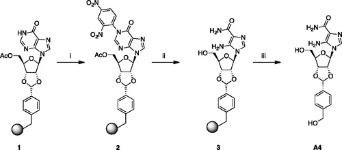 Scheme 1. Reagents and conditions: (i) DNCB, K2CO3, DMF, 80°C, 3 h; (ii) EDA, DMF, 50°C, 8 h; (iii) TFA (2% in dry DCM), r.t., 8 min.