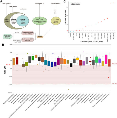 Figure 1 (A) The workflow of the bioinformatics analysis. (B) IC50 distribution of cisplatin by tissue type. (C) Scatter plot of the IC50 distribution of cisplatin in fifteen LUSC cell lines in the GDSC database.