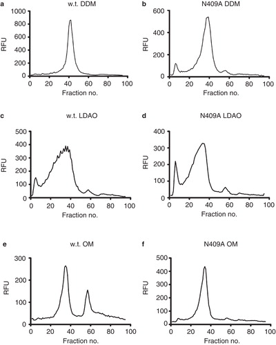 Figure 2. FSEC analysis of wild-type UapA and the N409A mutant following solubilization in (a) and (b) 1% DDM, (c) and (d) 1% LDAO and (e) and (f) 2% OM, all in the presence of 1 mM xanthine. Of the six mutants generated the FSEC profiles for only N409A are shown. However, almost identical results were obtained for all the other mutants.