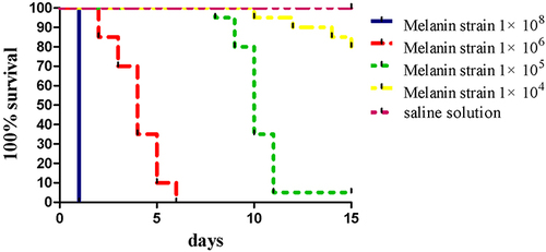 Figure 3 Survival curves of G. mellonella infected with 20 μL saline solution or conidia inoculum with different concentrations of 1 × 108, 1 × 106, 1 × 105, 1×104 per mL.