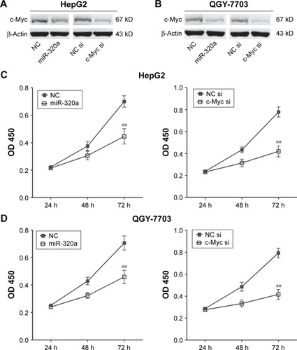 Figure 4 Upregulation of miR-320a inhibited c-Myc expression and hepatocellular carcinoma cells proliferation by targeting c-Myc in vitro.