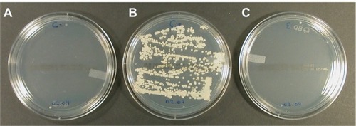 Figure 6 Sabouraud agar plates inoculated by swabbing contaminated acrylic resin pieces and incubated for 48 hours at 37°C. The resin pieces were previously subjected to different processes. (A) Uncontaminated acrylic resin piece processed to attest the sterility of handling. (B) Contaminated (Candida albicans ATCC 10231) acrylic resin piece immersed for 30 minutes in phosphate buffer (0.1 M, pH 7.4) at room temperature. (C) Contaminated (C. albicans ATCC 10231) acrylic resin piece immersed for 30 minutes in the solution of iodine–thiocyanate complexes at room temperature. The data are representative of 4 independent experiments.