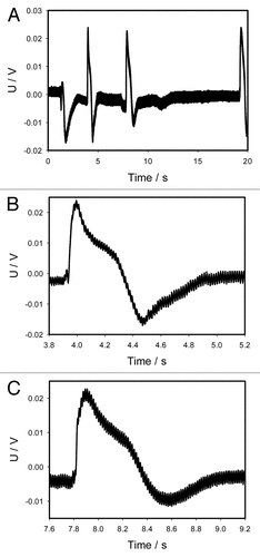 Figure 10. Electrical signaling in the Venus flytrap induced by deposition of 10 μL of chloroform on the surface of a midrib inside the trap without touching the mechanosensitive hairs (A). Panels (B) and (C) were taken from the panel (A). Both show action potentials in higher resolution and shorter intervals of time in comparison to panel (A). One Ag/AgCl electrode was located in the midrib and a reference Ag/AgCl electrode was in the center of a lobe. The frequency of scanning was 50 000 samples per second.