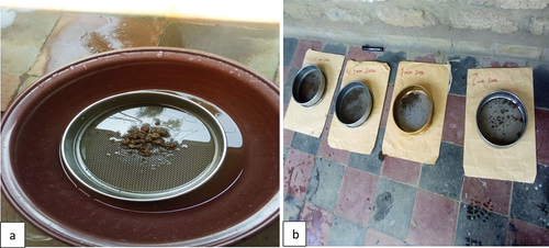 Figure 4. (a) moisturizing soil using >2mm sieve placed on water-filled dish (b) washed soils arranged at four sized sieves before oven drying at the soil laboratory.