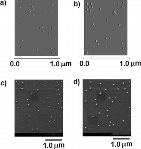 Figure 3. Microscopic study to determine the size and shape of the nanoparticles: Atomic force microscopic (AFM) images of GNP (a) and X-GNP (b). Scanning electron microscopy analysis was done for gold nanoparticles (c) and phytochemical-tagged gold nanoparticles (X-GNP).