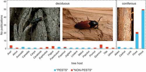 Figure 4. Number of studies on saproxylic beetles associated with particular tree hosts – presented separately for species considered as “pests” and “non-pest” taxa. Photographs of Cerambyx cerdo (left) (Photo. J.M. Gutowski), Elater ferrugineus (central) (Photo. J.M. Gutowski) and Ips acuminatus larval galleries on the trunk of pine (Photo. R. Plewa).