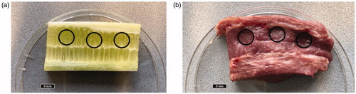 Figure 5. Biological samples (5 mm thick slices) used to evaluate the performance of the novel 3D printed probe: (a) cucumber and (b) pork tongue with indicated measurement locations.
