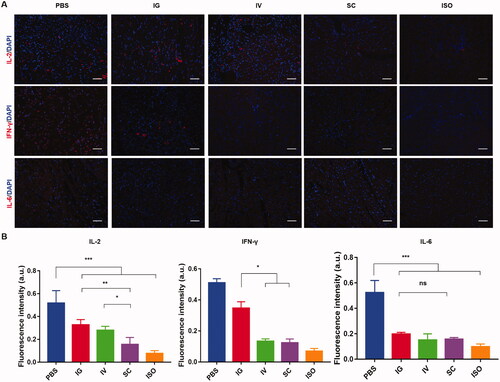 Figure 6. (A) Immunofluorescence staining of IL-2, IFN-γ, and IL-6 secretion in allografts or isograft. (B) Quantification analysis of fluorescence images. Scale bar = 50 μm. Each value represents the mean ± SD (n = 3). *p< 05, **p< .01, ***p< .001.