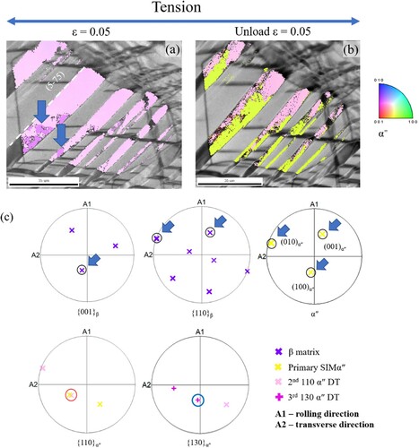 Figure 3. IPF maps of SIMα″ phase + IQ maps of a grain with Orientation II taken from the same region at (a) strain ε = 0.05 (loading) and (b) 0.05 (unloading). (c) pole figures of β matrix and SIMα″.