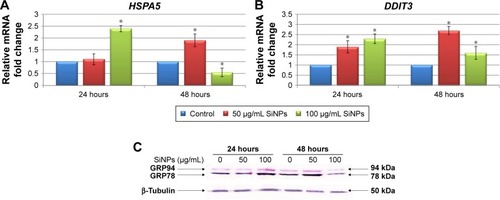 Figure 4 Effect of 5–15 nm SiNPs on ER stress in glioblastoma LN229 cells.Notes: RT-qPCR analysis of HSPA5 (A) and DDIT3 (B) genes. Cells were treated with 50 μg/mL and 100 μg/mL SiNPs, and total RNA was extracted from LN229 cells cultured for 24 hours or 48 hours. Results shown as relative fold change in mRNA expression in comparison to untreated controls, where expression level was set as 1. *P<0.05. Western blot analysis of GRP78 and GRP94 expression in glioblastoma cells incubated with 50 μg/mL and 100 μg/mL SiNPs for 24 hours and 48 hours (C). Samples containing 20 μg protein were submitted to electrophoresis and immunoblotting. Representative Western blot images are presented. β-Tubulin was used as the loading control.Abbreviations: SiNPs, silicon dioxide nanoparticles; ER, endoplasmic reticulum; RT-qPCR, reverse-transcription quantitative polymerase chain reaction.