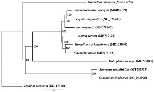 Figure 1. The phylogenetic tree of the S. spatulifolius Beille and similar species was constructed based on 10 full chloroplast sequences.